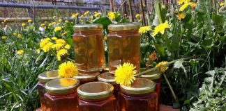 sirop de papadie
