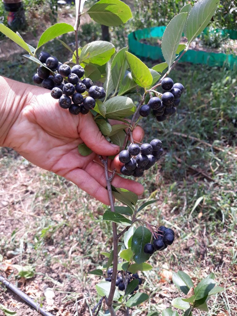 Cand se culeg fructele de Aronia