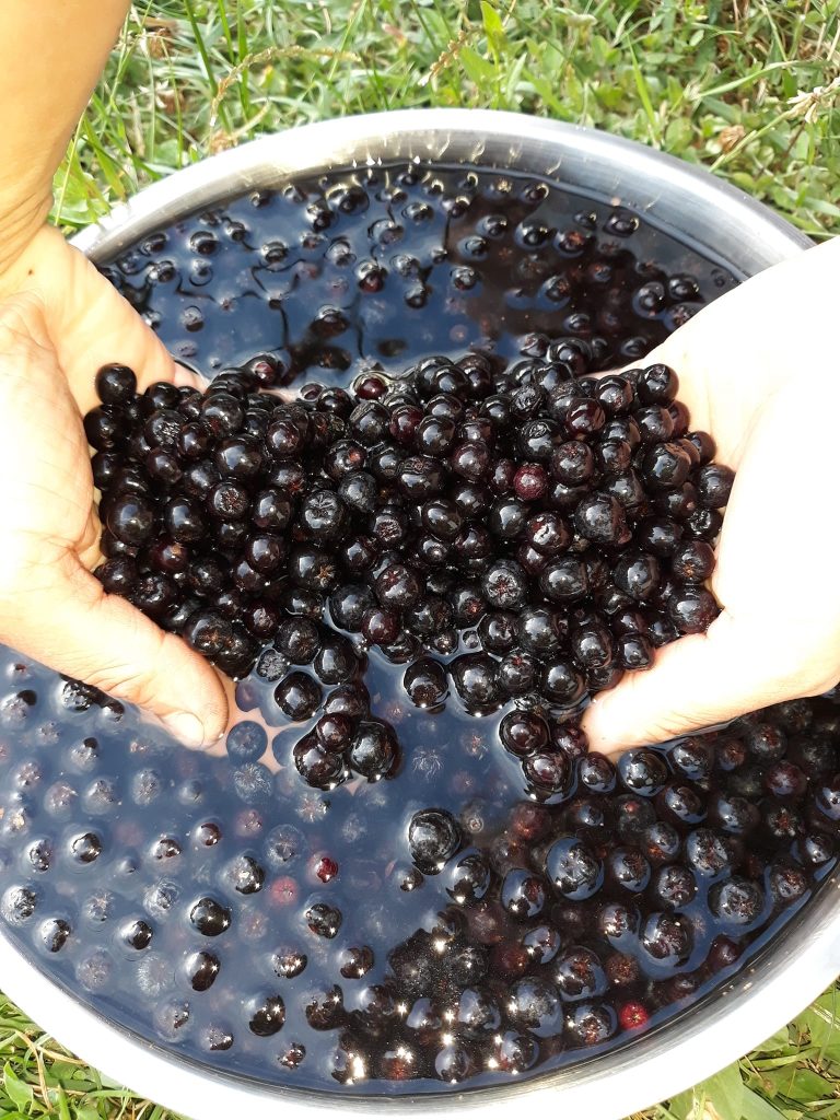 Fructe De Aronia Pentru O Dulceata Perfecta